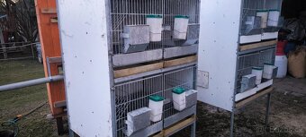 Prodám kralikarny - 4