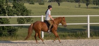 Pony kobylka 2022 pony x QH - 4