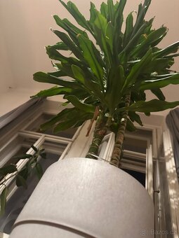 Dracena - dračinec 180 cm vysoká pokojová rostlina - 4