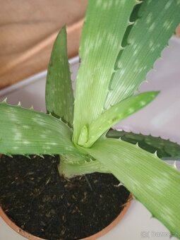 Aloe Vera - 4