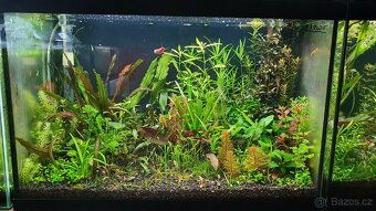 Set akvarijnich rostlinek pro 60l akvarium - 4