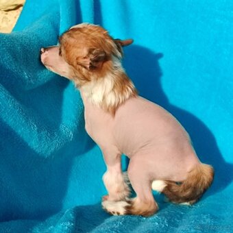 Čínský chocholatý pes nahá fenka s pp - 4