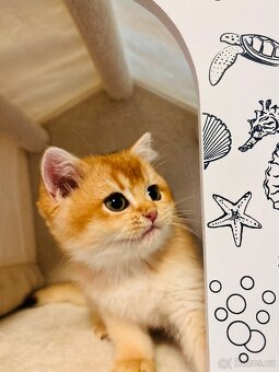 Luxusní britská golden koťátka, s PP pro chov k odbery hned - 4