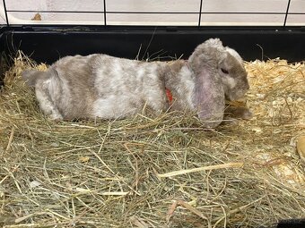 Zakrslý beránek - 4