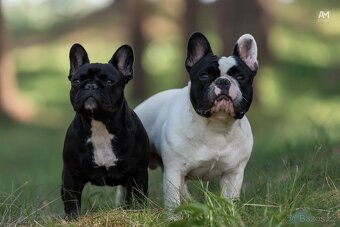 Francouzský buldoček s PP ( FCI ) - 4