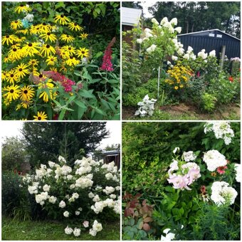 Nabízím osazení vaší zahrady - 4