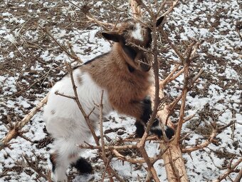 Holandský kozlik - 4