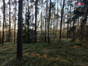 Prodej lesa, 59400 m², Štichov - 4