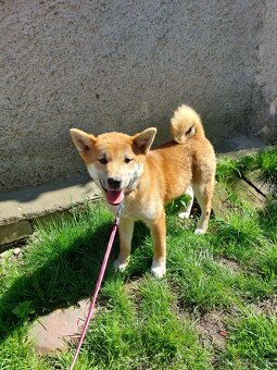 Shiba inu s PP - 4