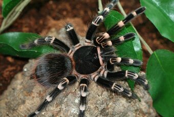Sklípkani Acanthoscurria geniculata - 4