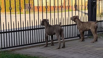 Americký BANDOG - 4
