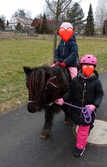 PONY SHETLAND - 4