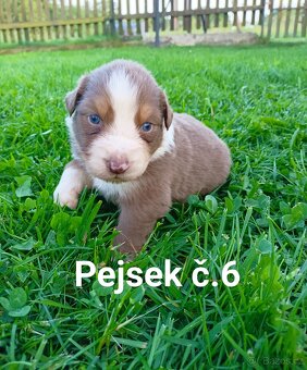 Australský ovčák - štěňata bez PP - 4