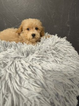 Maltipoo pejsek k odběru - 4