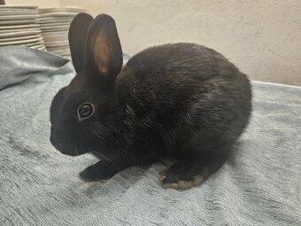 Zakrslý králíček - 4