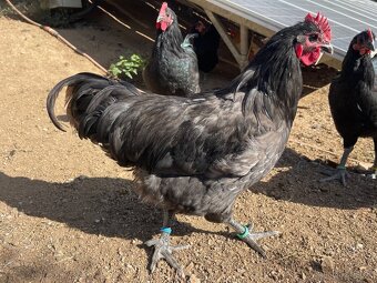 Kohouti Australka velká černá a modrá - 4