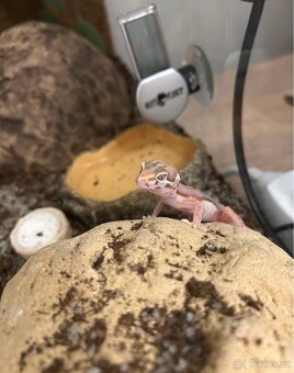 Gekončík noční - 4