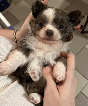 2x dlouhosrstý pejsek s PP FCI, čivava - 4