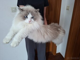 Ragdoll na kryti - 4