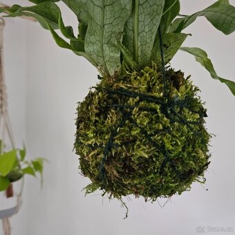 Kokedama s kapradinou - 4