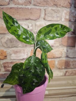 Aglaonema "tricolor" PRODÁNO - 4