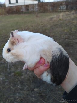 Morčata, morče - 4