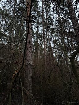 Prodej lesního pozemku k.ú. Vinaře - 4