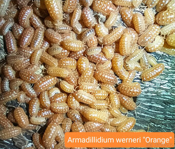 Isopody - nabídka - 4