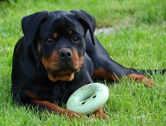 Rotvajler štěně s PP, Rottweiler štěně s PP - 4