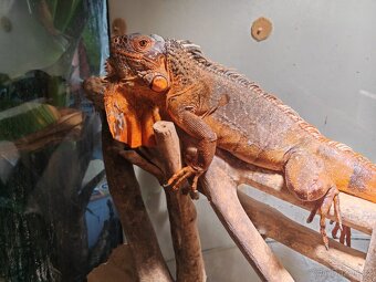 Leguán - červené zbarvení (Iguana Iguana red) - 4