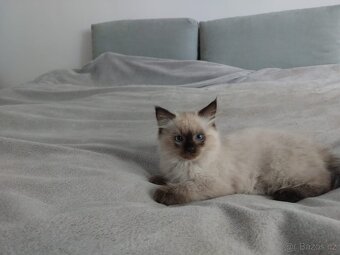 Ragdoll kočička bez PP - 4