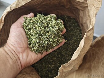 Kotvičník zemní (Tribulus terrestris) - 4
