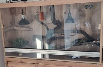 Terarium zlaty Dub 150cm - 4