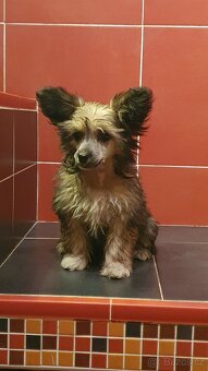 Roztomilí chlupáčci - 4