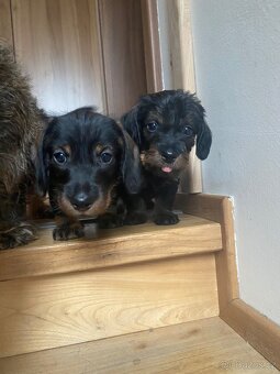 Štěně jezevčík drsnosrstý bez PP - 4