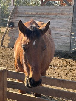 Kobylka na predaj - 4