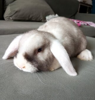 Zakrslý beránek králíček - 4