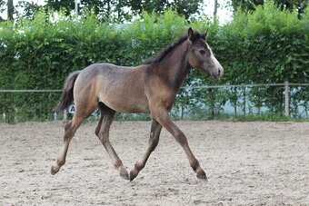 Loňský hřebec WPBR po Trojice Empor - 4