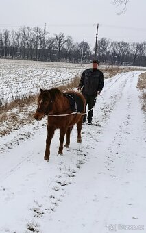 Docházka k poničce - 4