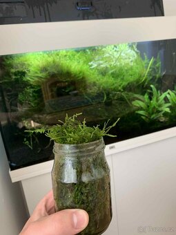 Akvarijní mech - 4