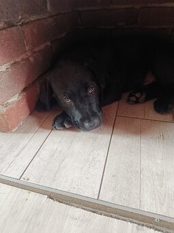 Labrador - 4