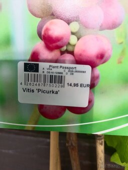 Vinná réva velkoplodá sladká rezistentní 395 Kč již plodící - 4