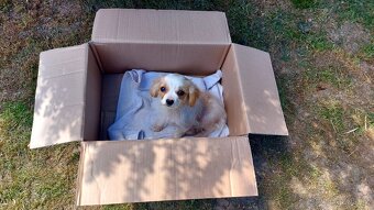 Cavalier king Charles španiel,kavalier krizenec - 4