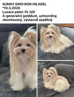 Jorkšírský teriér Golddust s PP - 4