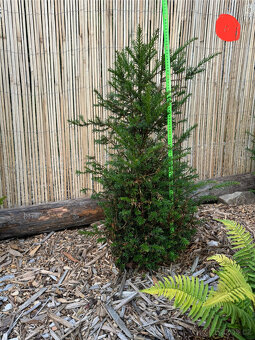 Tis červený - Taxus baccata - 4