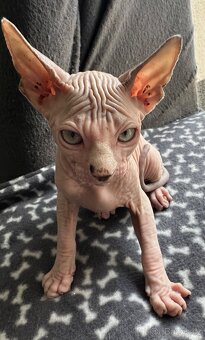 Koťata Kanadský Sphynx - 4