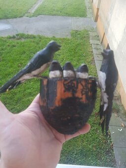 Starozitna drevorezba-vlaštovky. - 4