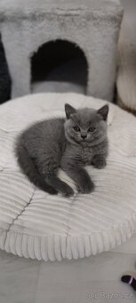 NABÍZÍM BRITSKÉ MODRÉ KOCOURKY NA PROSINEC - 4