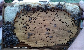 Kvalitní včelí oddělky 39x24, 2024 - 4