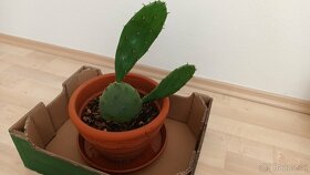 Kaktus opuncie - 4